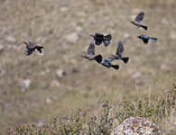 Brewers Blackbirds 4522